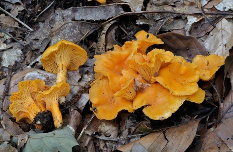 Samtiger Pfifferling (Cantharellus friesii) - © Michaela und Gernot Friebes